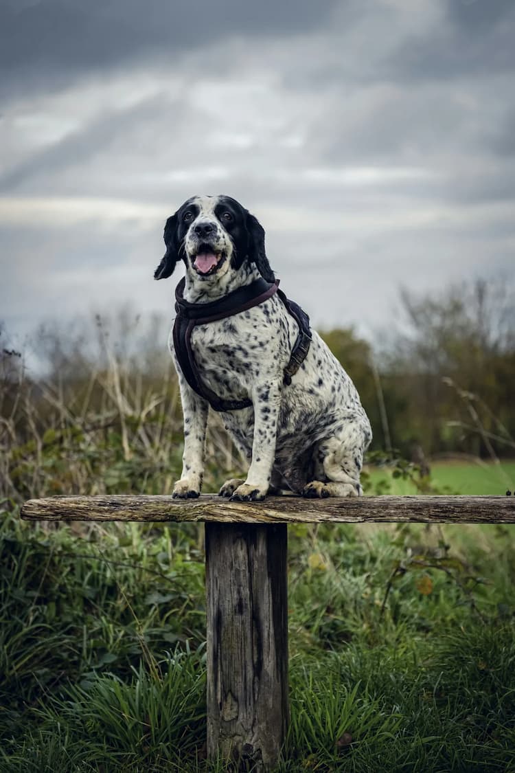 A black-and-white spotted English Springer Spaniel wearing a harness sits on a wooden bench in a grassy area with overcast skies.