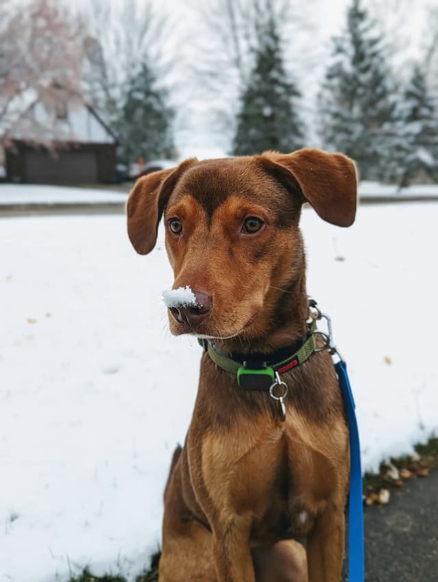 A brown Redbone Coonhound with a green collar has a small bit of snow on its nose. It is sitting outdoors on a snowy day with trees and a house in the background.