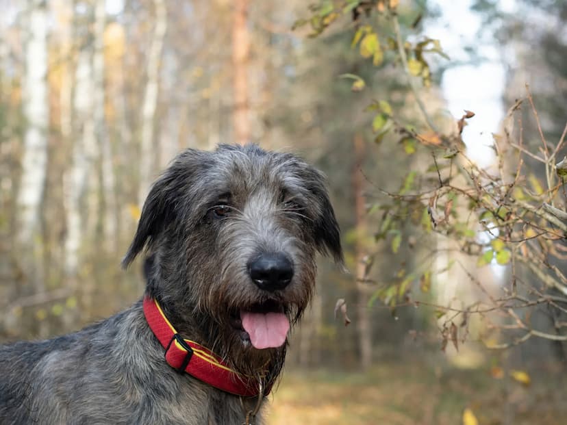 Irish Wolfhound/Kelpie Mix Shoulder Bag