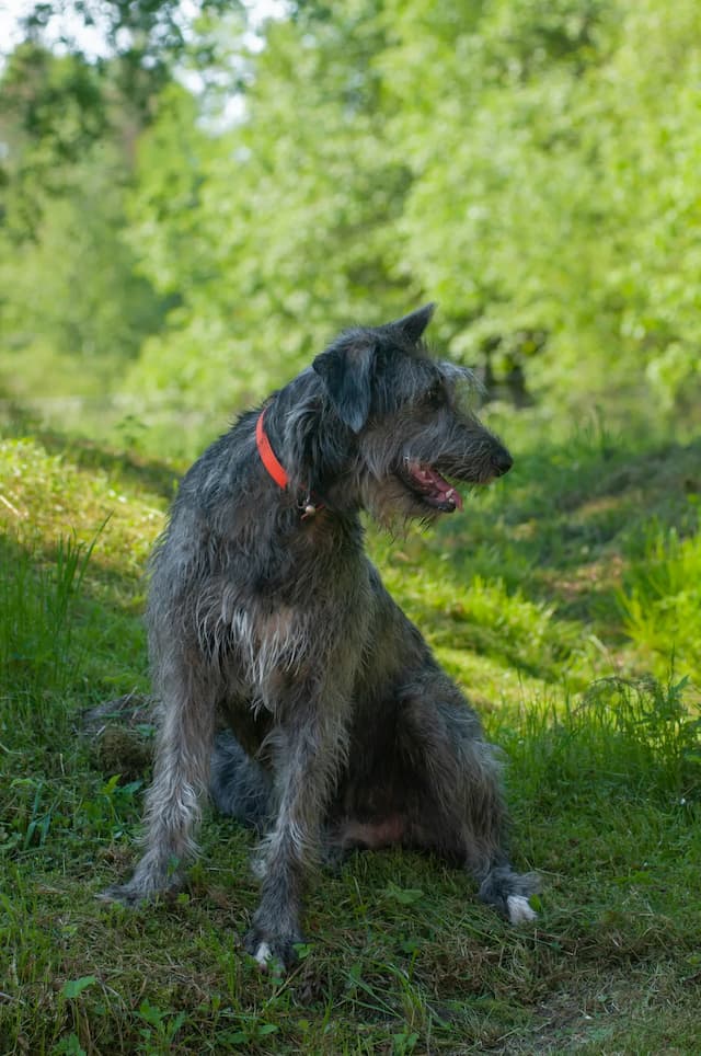 An Irish Wolfhound with shaggy gray fur and an orange collar sits on grass, facing to the side, with a verdant backdrop of trees and foliage.