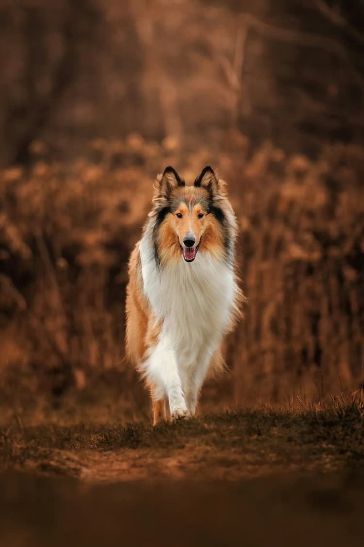 A beautiful collie with a long, thick coat walks on a dirt path in an autumnal landscape.