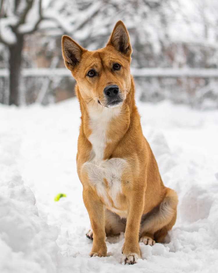 A brown and white Jindo dog sitting in the snow.