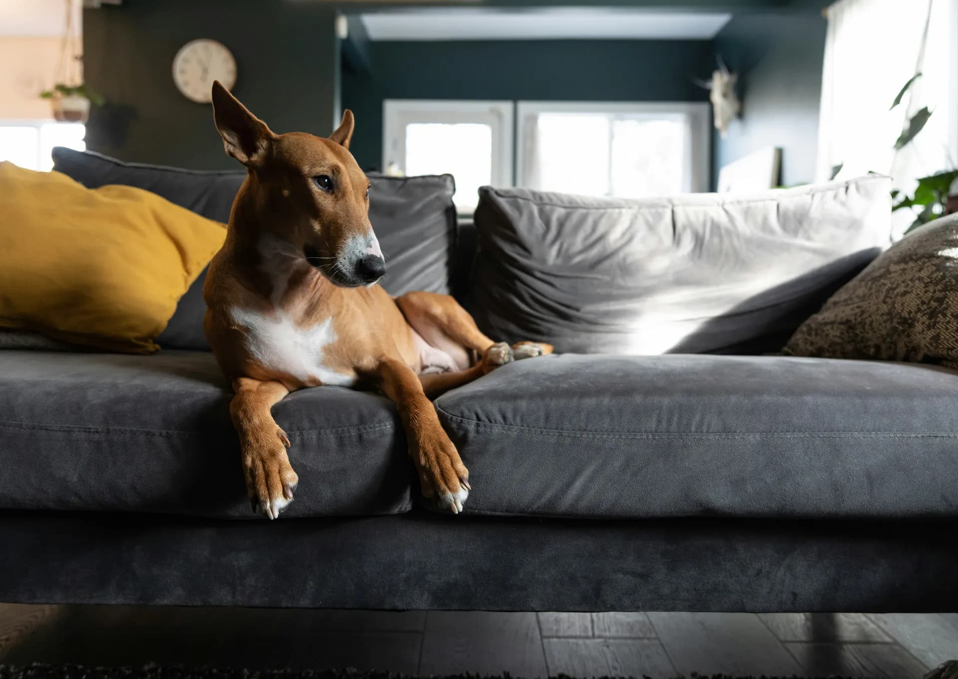 A Whippet with white patches on its chest and paws is lying on a gray sofa with a yellow pillow in a well-lit living room.