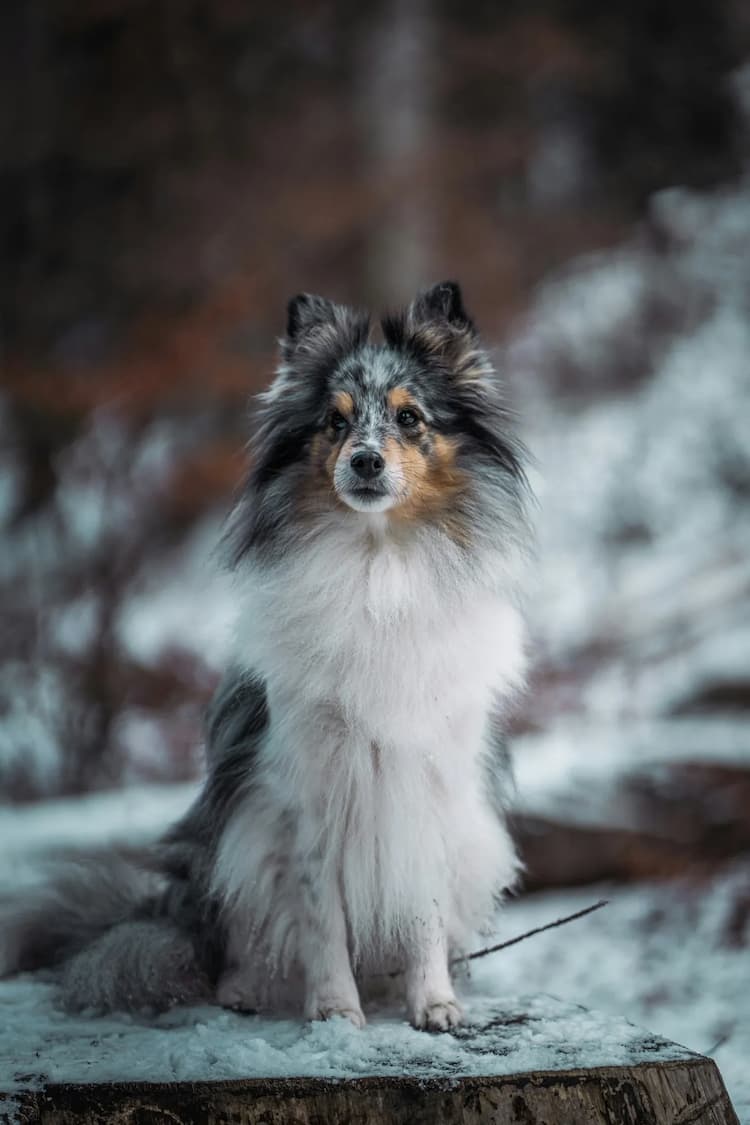 A Shetland Sheepdog is sitting on a log in the snow.