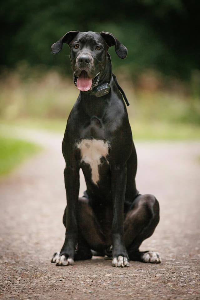 A large black Great Dane dog standing in a field of tall grass.