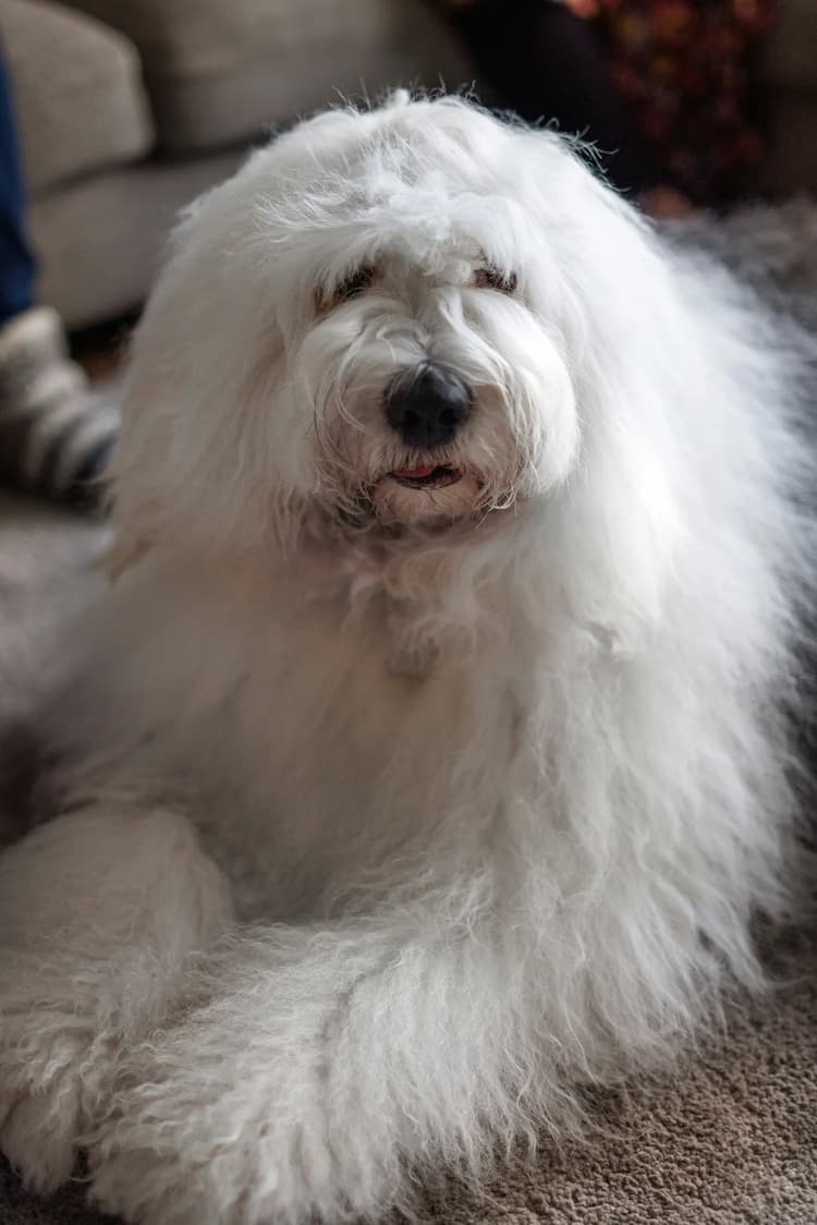 A fluffy white Old English Sheepdog laying on the floor.