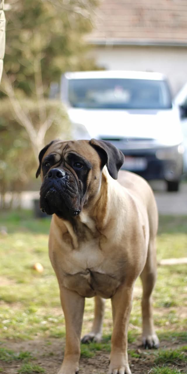 A large, tan Bullmastiff with a black face stands on a grassy surface. A white van is visible in the background.