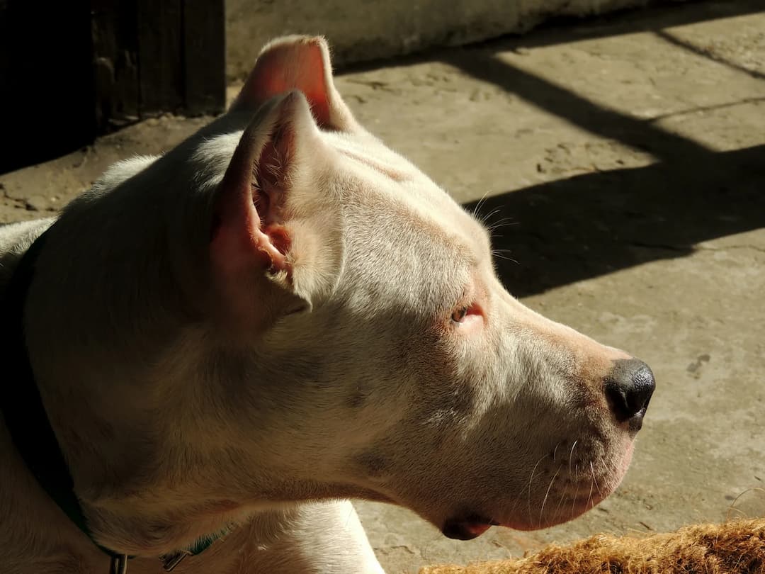 Close-up of a Dogo Argentino with pink highlights on its ears, nose, and around the eyes, looking to the right while sitting in a sunny spot. The dog wears a green collar. The background is slightly shaded.