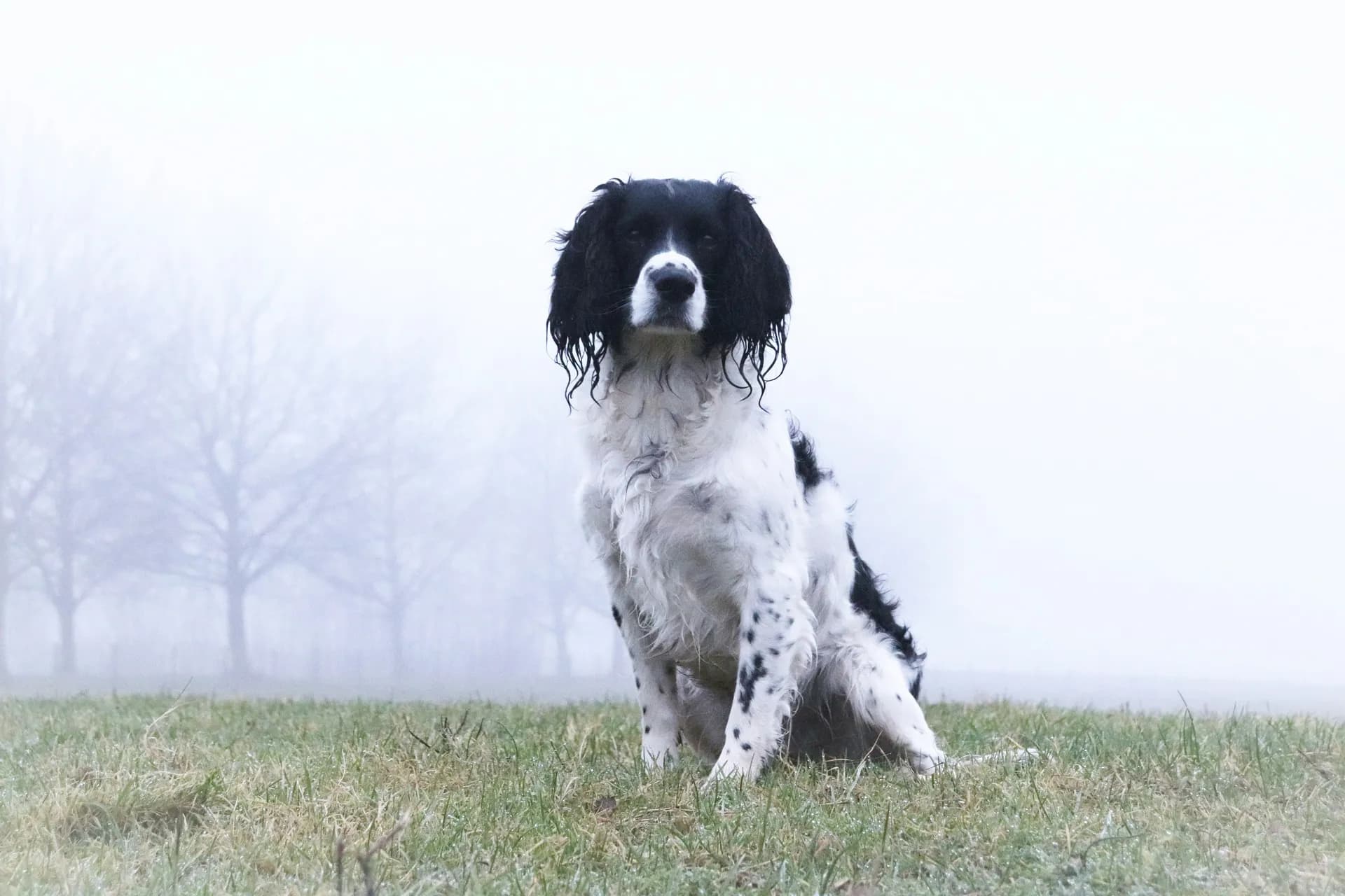 English Springer Spaniel