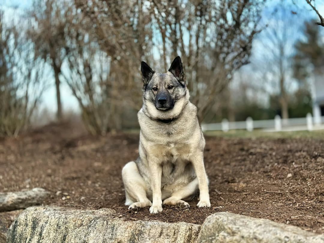 A Norwegian Elkhound with gray and black fur sits on a rocky surface outdoors, surrounded by bare trees and a clear sky in the background.