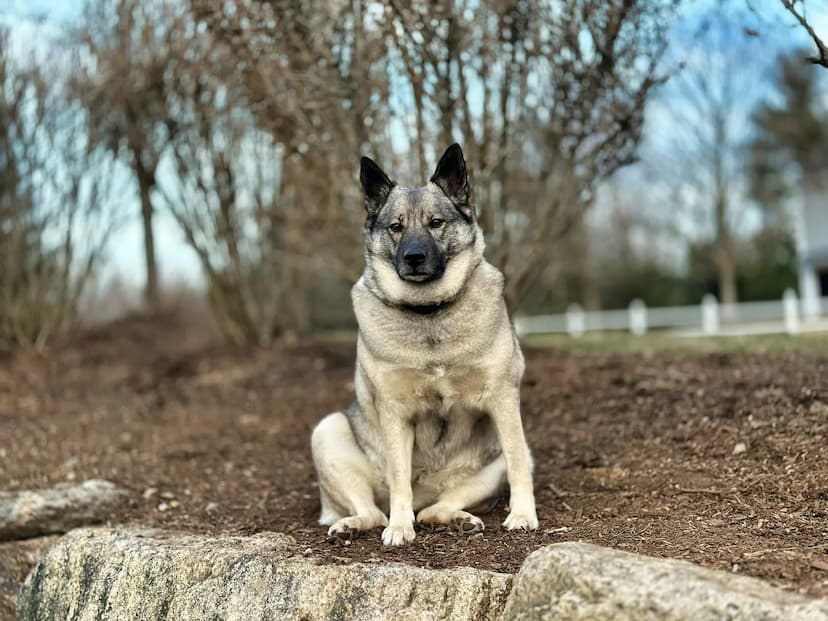 A Norwegian Elkhound with gray and black fur sits on a rocky surface outdoors, surrounded by bare trees and a clear sky in the background.