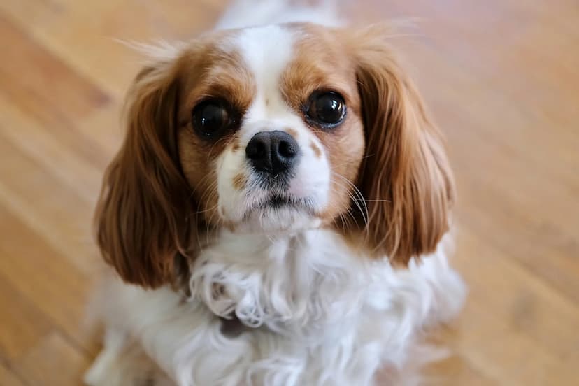 A close-up of a Cavalier King Charles Spaniel dog with brown and white fur, large dark eyes, and long ears, sitting on a wooden floor.