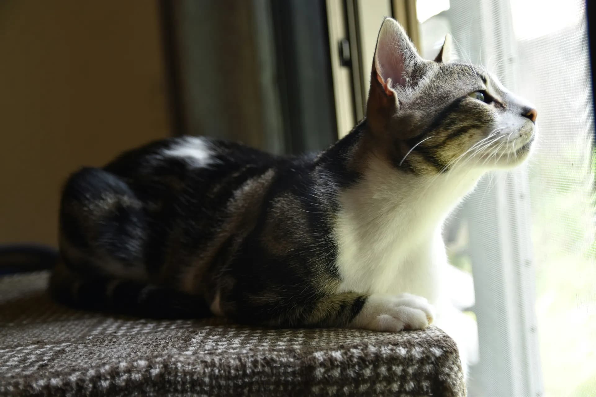 An American Shorthair with white paws and chest is lying on a checkered fabric surface, gazing out of a window.