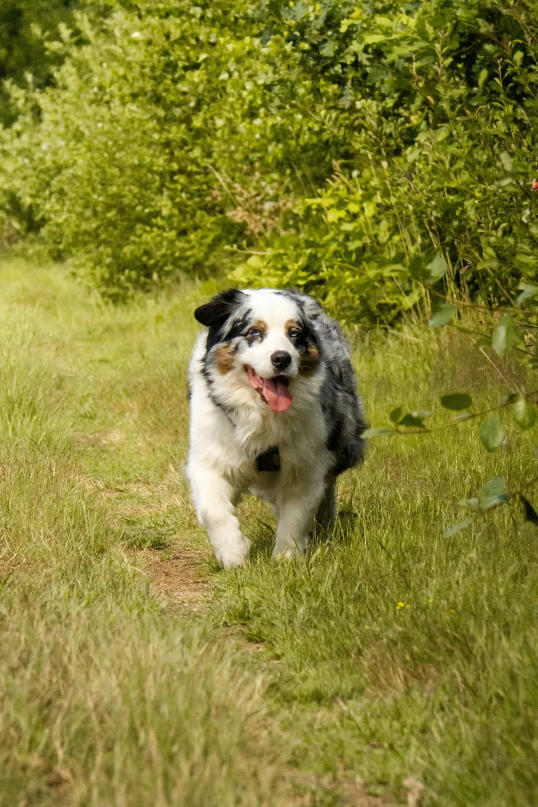 An Australian Shepherd with a mixed coat of white, black, and gray walks on a grassy path surrounded by greenery, its tongue hanging out.