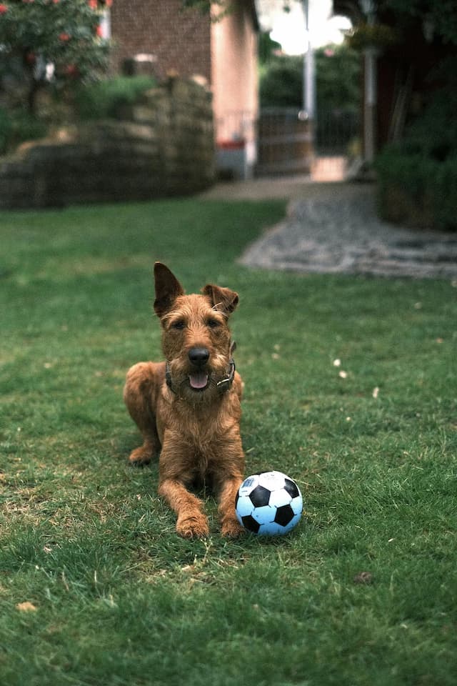 An Irish Terrier with a collar is lying on the grass, facing the camera, with a black and blue soccer ball in front of it. Surrounding it are trees, a gate, and buildings in the background.