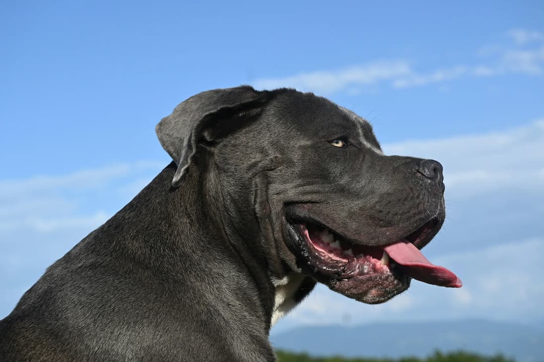 Side profile of a large, dark-coated Mastiff with its mouth open and tongue out against a clear blue sky background.