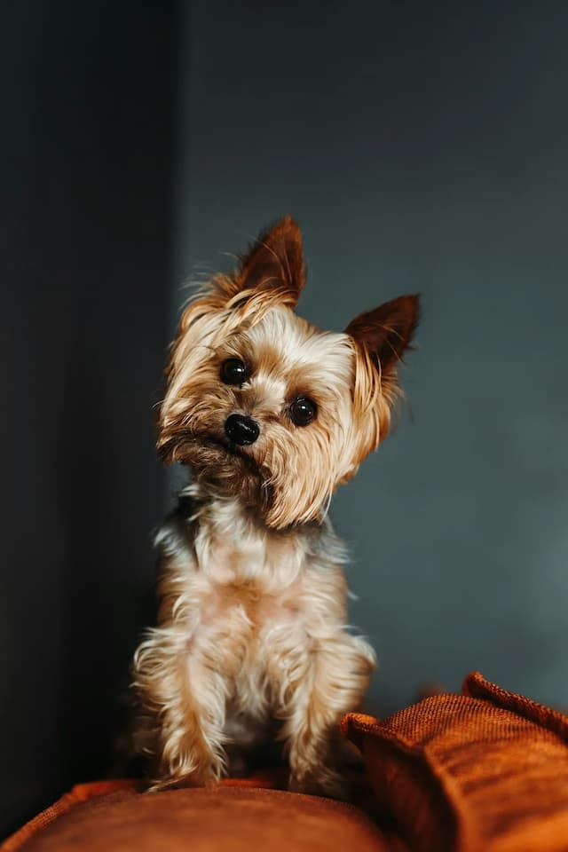 A small Yorkshire Terrier with a tilted head sits on an orange cushion against a dark background. The adorable dog gazes curiously, adding charm to the scene.