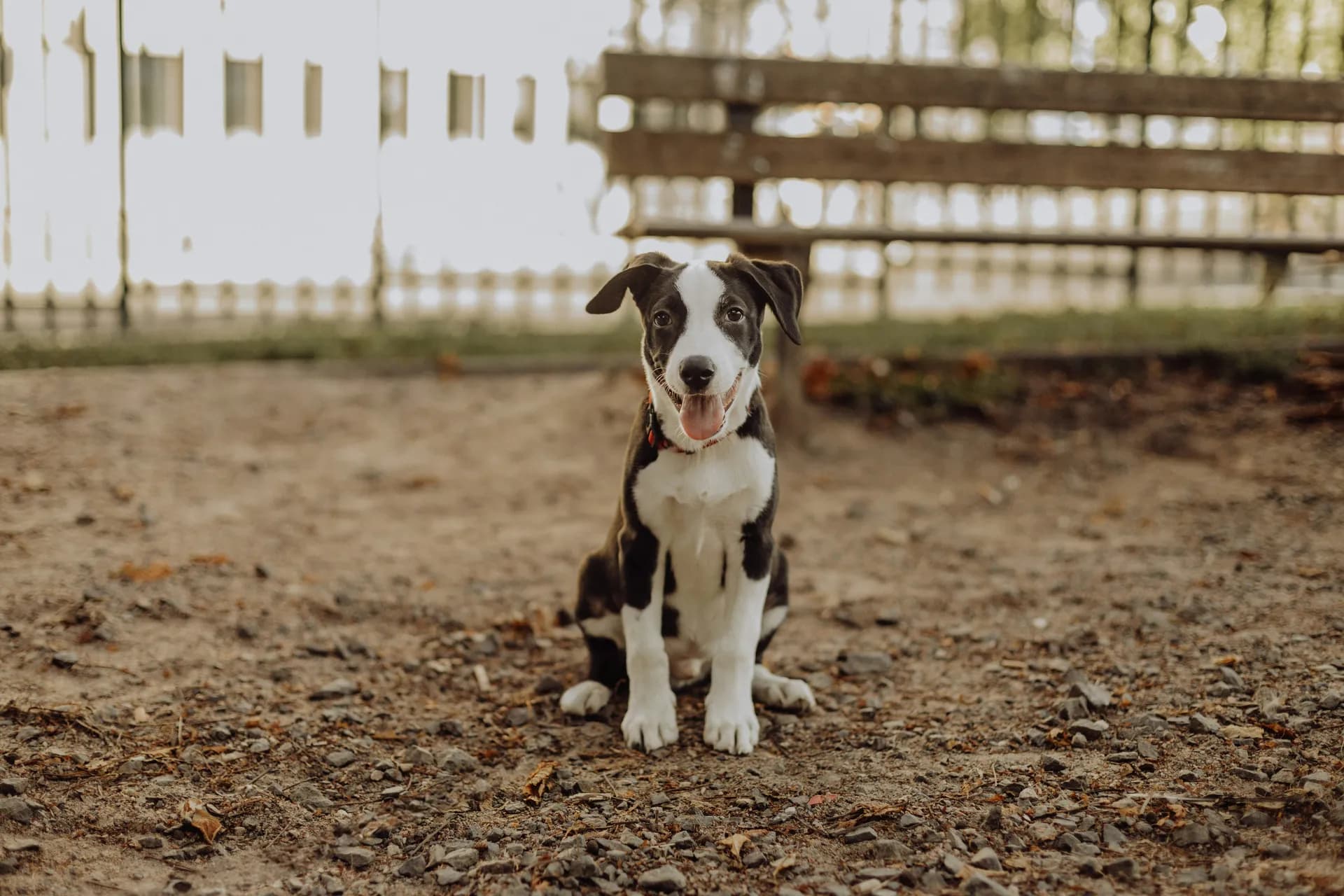 American Staffordshire Terrier