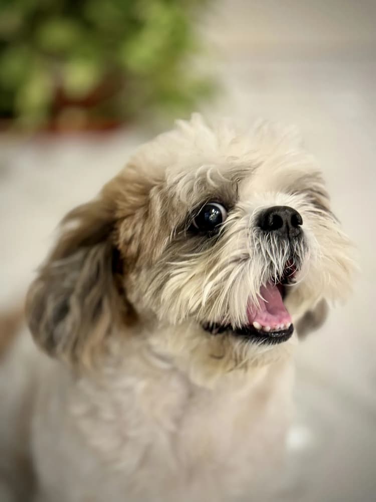 Close-up of a small Shih Tzu with fluffy fur and dark expressive eyes, looking up with an open mouth. The background is softly blurred with greenery.