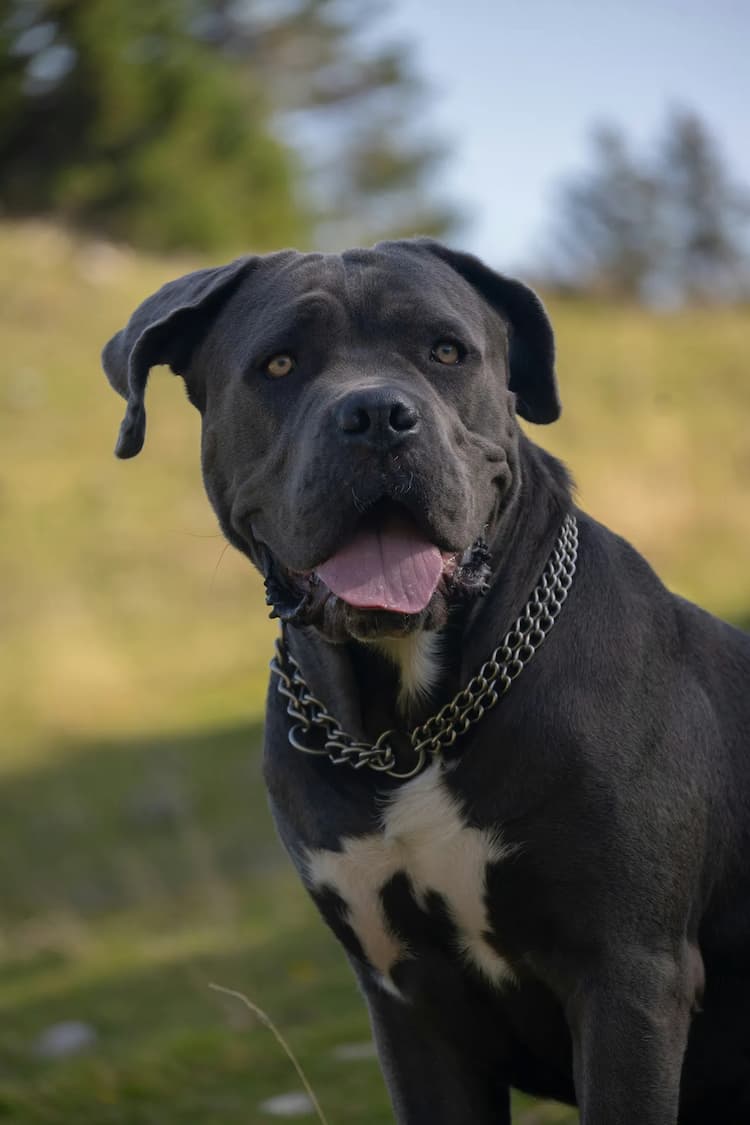 A black Cane Corso with a white patch on its chest, wearing a thick chain collar, stands outdoors with its tongue out. The background is a blurred, grassy area with some trees.