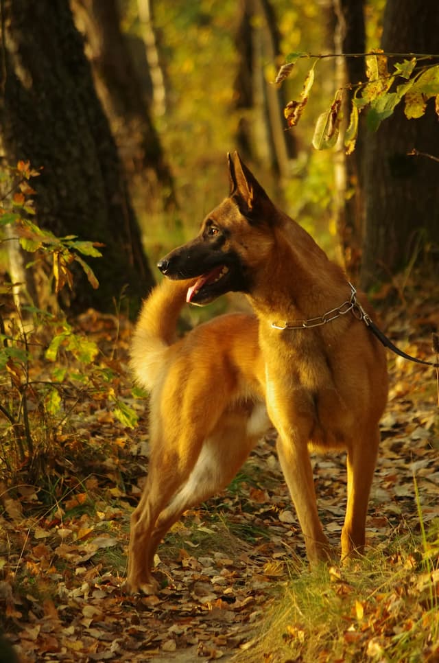 A majestic German Shepherd stands alert in a forest, with autumn leaves on the ground and trees in the background, resembling its close cousin, the Belgian Malinois.