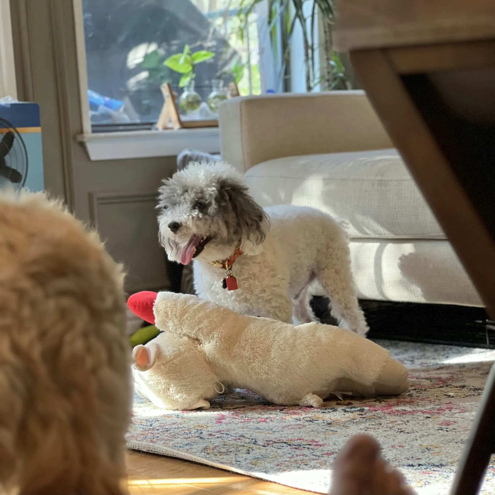 Schnoodle