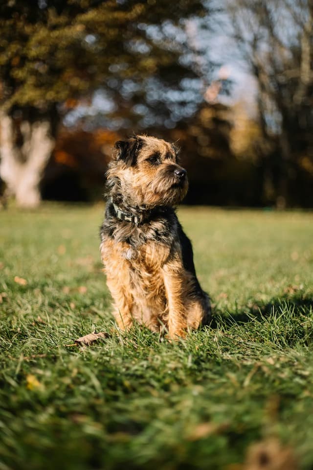 A small brown and black Border Terrier with a collar sits on a grassy field, looking to the side. Trees and foliage are visible in the background.