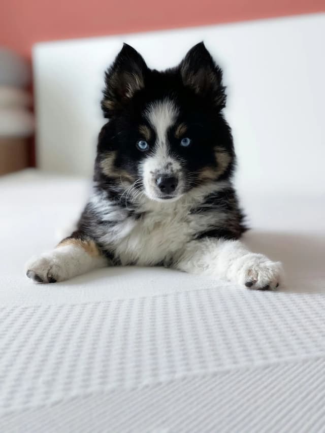 A black and white Pomsky puppy with blue eyes lies on a white textured surface, facing the camera.