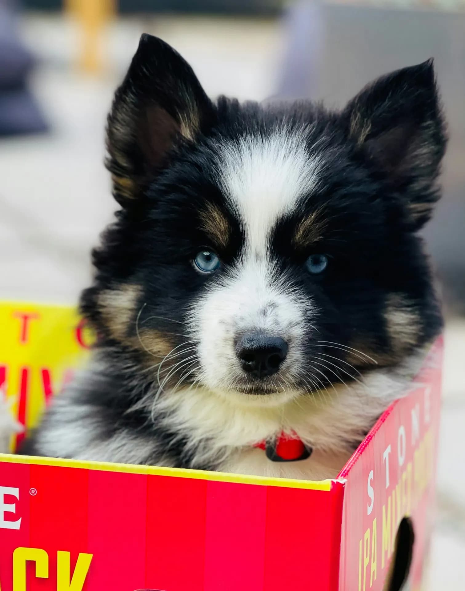 A black and white Pomsky puppy with blue eyes sits in a red and yellow box.