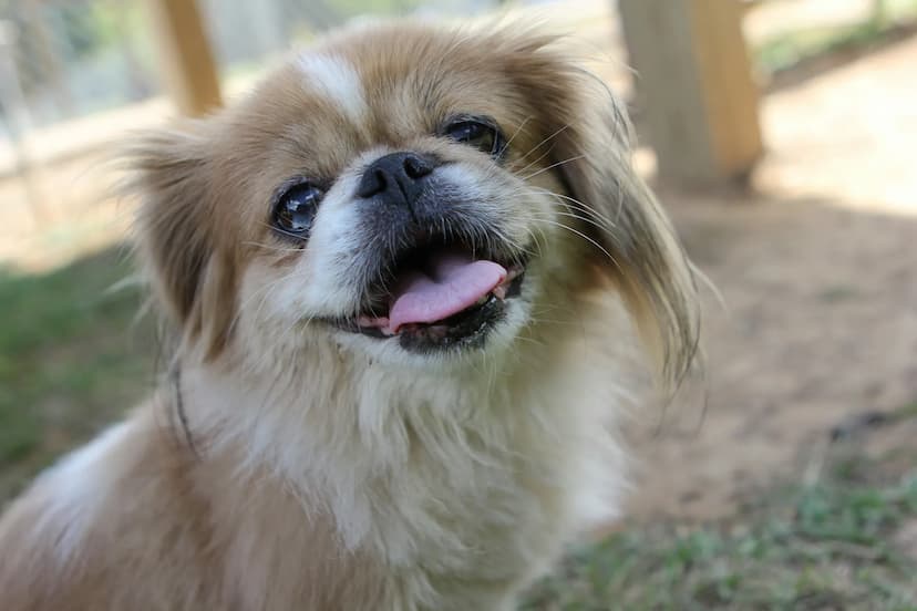 Close-up of a small, fluffy Pekingese dog with a tan and white coat, outdoors. The dog is looking at the camera with its tongue out and eyes wide open.