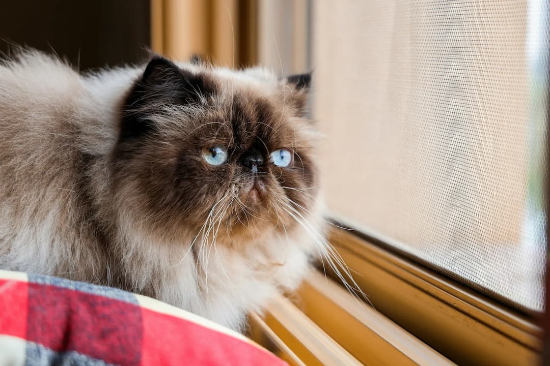 A fluffy Himalayan cat with piercing blue eyes gazes out of a screened window from its perch by a colorful blanket.