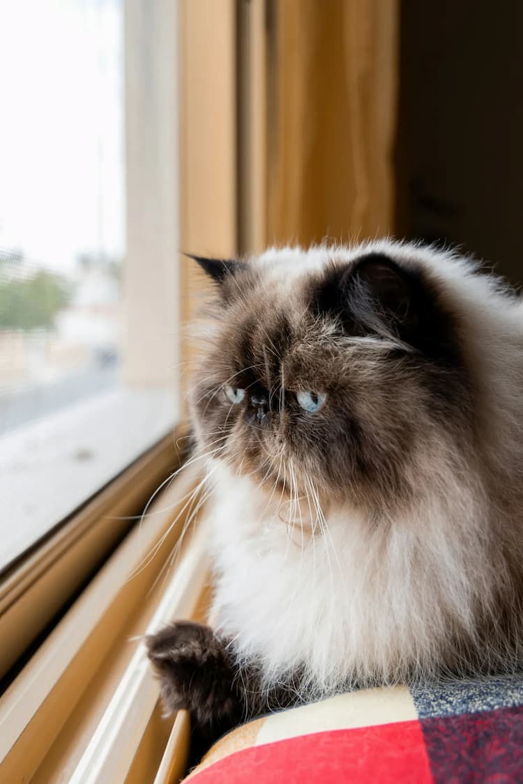 A fluffy Himalayan cat with blue eyes and a dark face is sitting on a windowsill, looking outside.