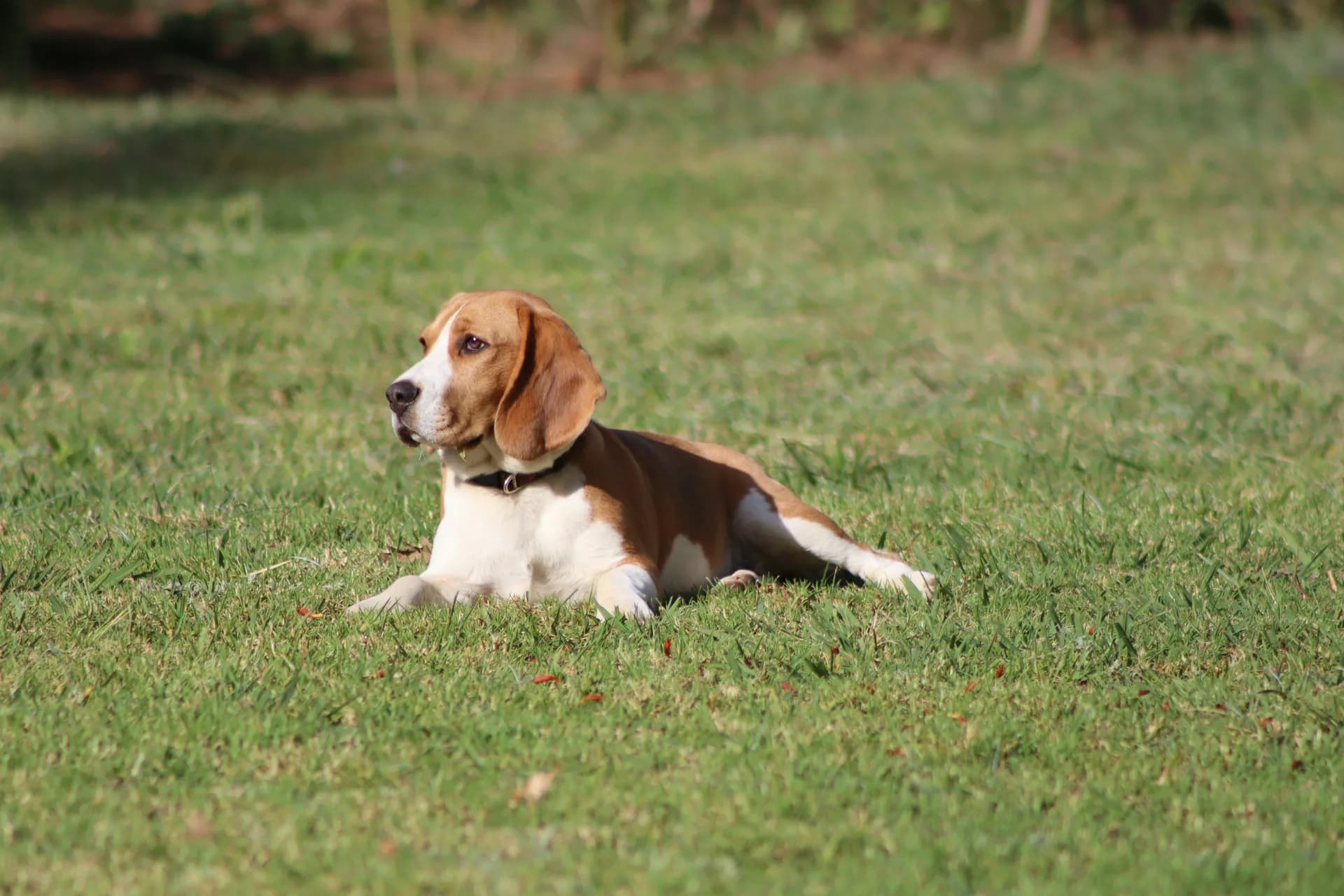 A brown and white Beagle lies on the grass, looking off into the distance.