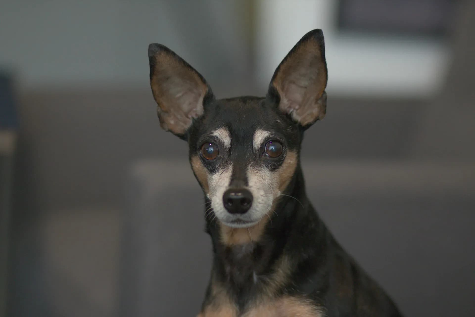 A small Doberman Pinscher with large ears, dark fur with tan markings on its face, and an attentive expression, looking directly at the camera.