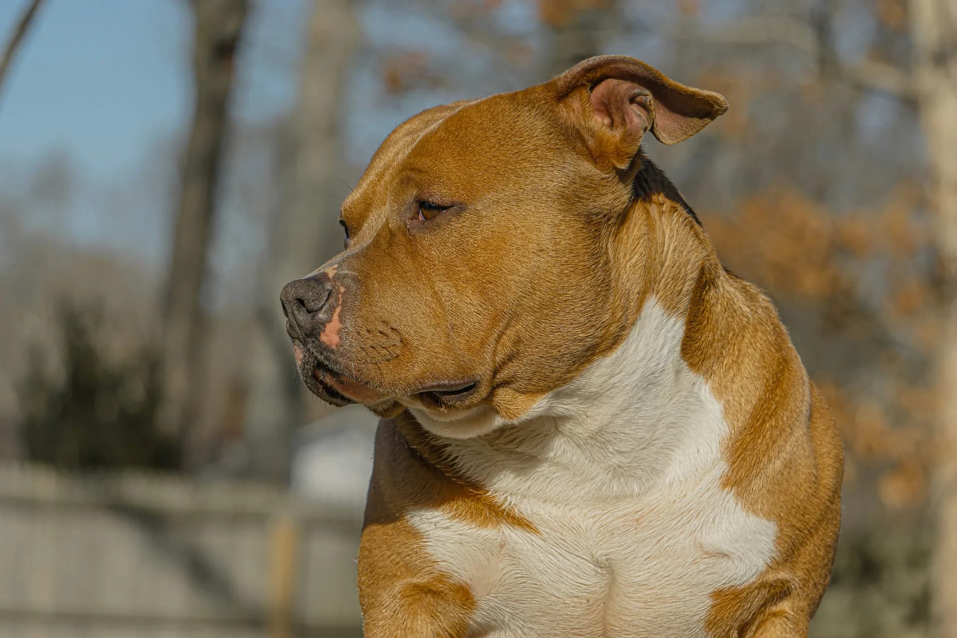 A muscular American Bully with a brown and white coat looks to the side, one ear flopped over. The background features a fence and blurred trees.