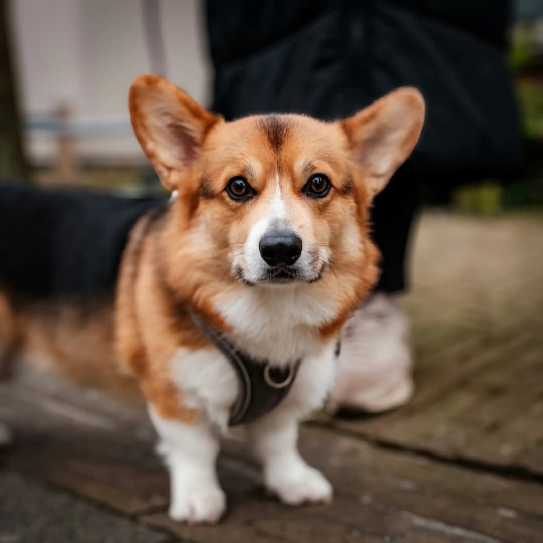 A brown and white Pembroke Welsh Corgi with large ears and a harness stands alertly on a wooden walkway, with someone partially visible in the background.