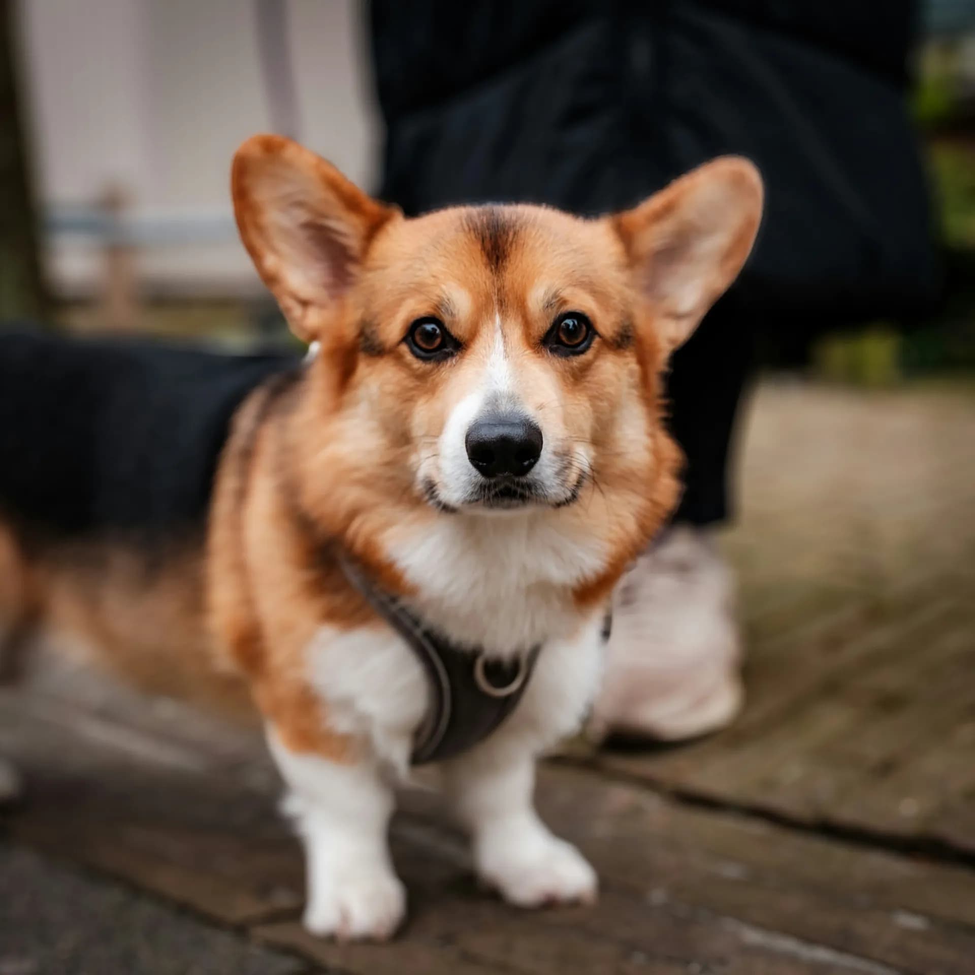Pembroke Welsh Corgi