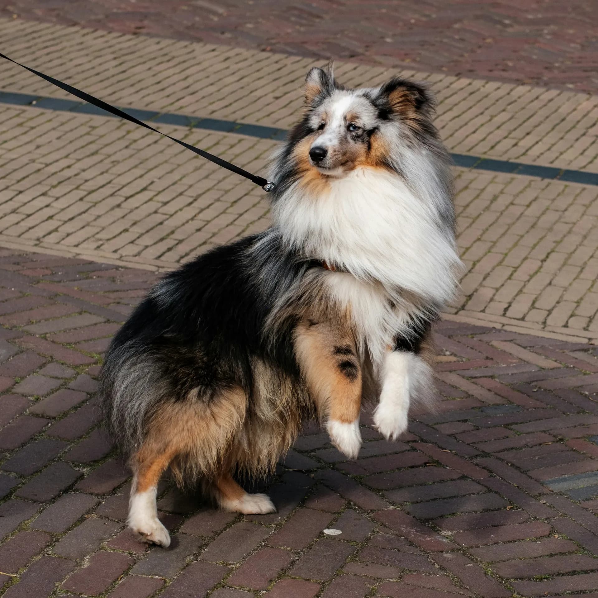 Shetland Sheepdog