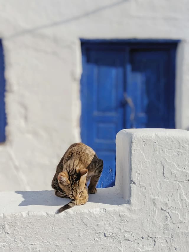 A brown Aegean cat sits on a white wall in front of a blue door, seemingly grooming itself. The background is also a pristine white building adorned with serene blue accents.