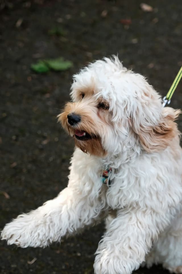 A small, fluffy white Cockapoo on a leash stands on its hind legs, appearing excited with its mouth open.