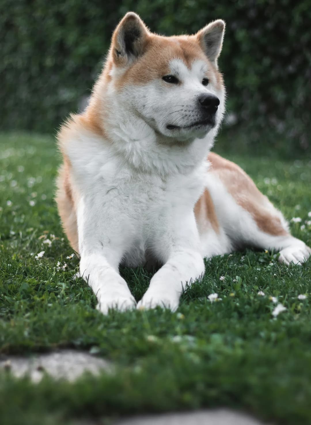 A light brown and white Akita lies on green grass, looking off into the distance. It has pricked ears and a fluffy coat.