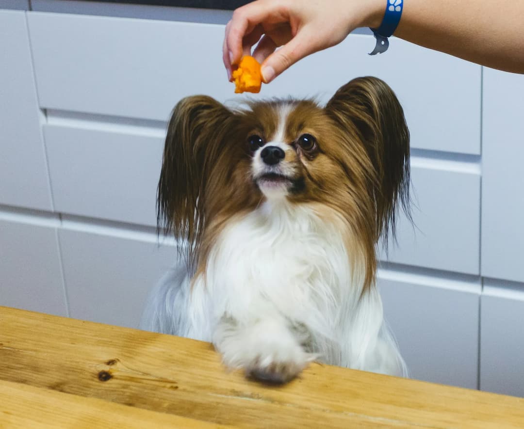 A small Papillon dog with long, floppy ears and brown and white fur sits at a wooden table, looking up at a hand holding a treat above its head.