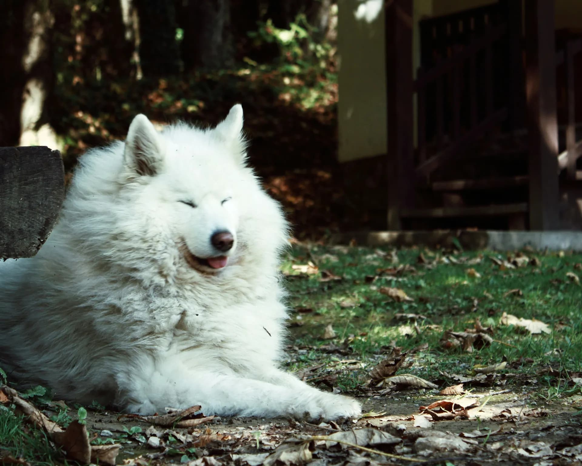 A fluffy white Samoyed with closed eyes is lying on the ground outside in a shaded area next to a building.