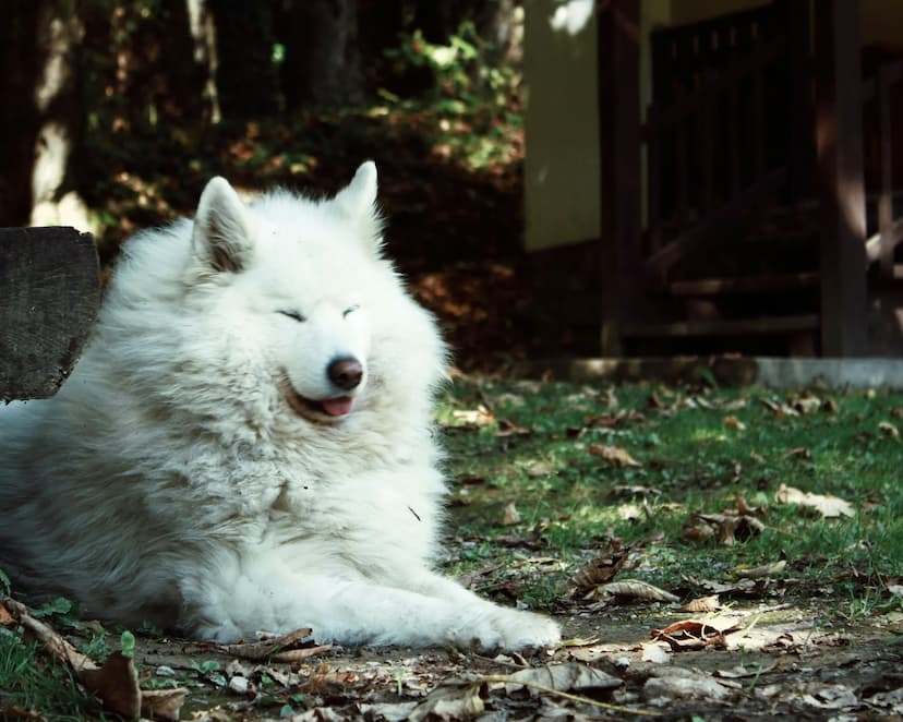 A fluffy white Samoyed with closed eyes is lying on the ground outside in a shaded area next to a building.