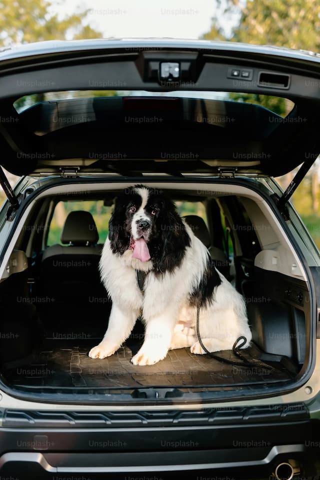 A large, black and white Saint Bernard sits in the open trunk of an SUV, looking outside with its tongue hanging out.