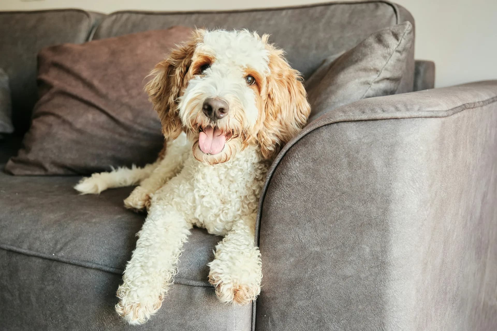 Labradoodle