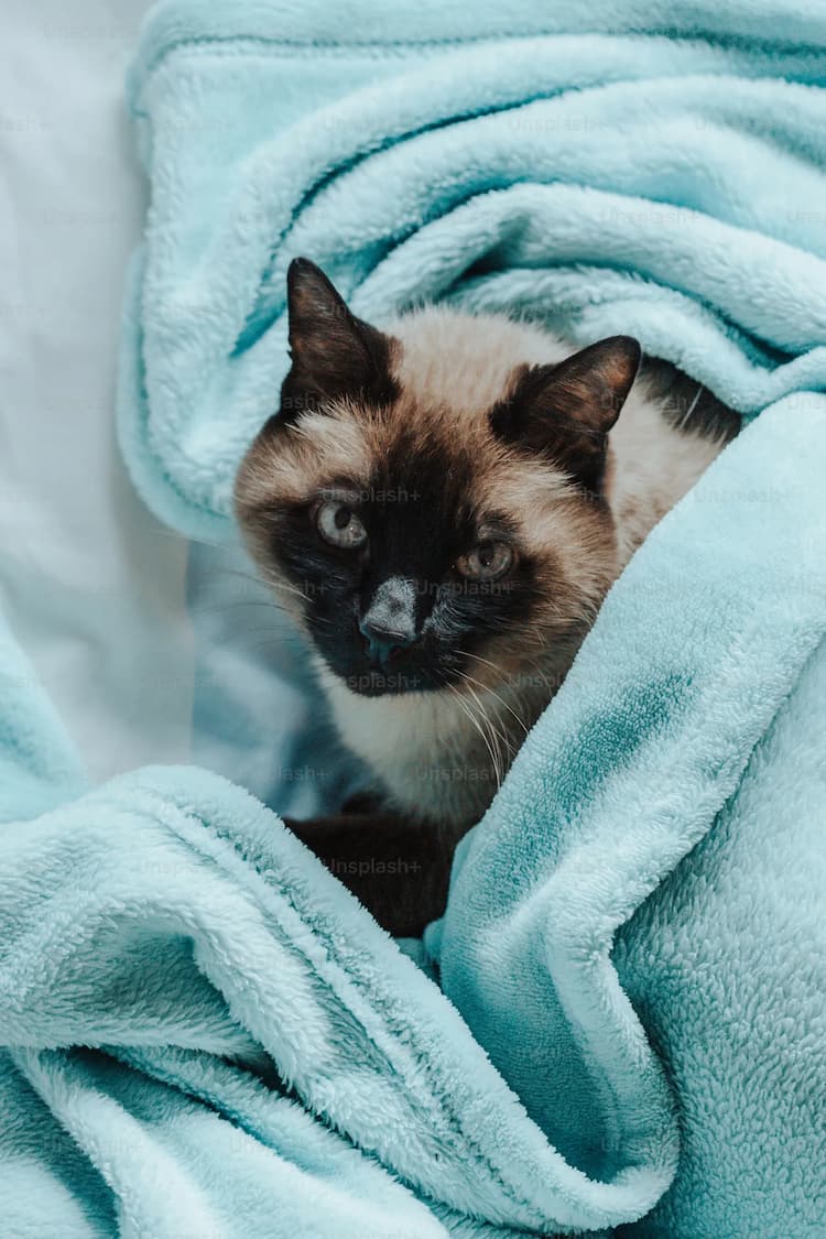 A charming Burmese cat with piercing blue eyes peeks out from among a light blue soft blanket.