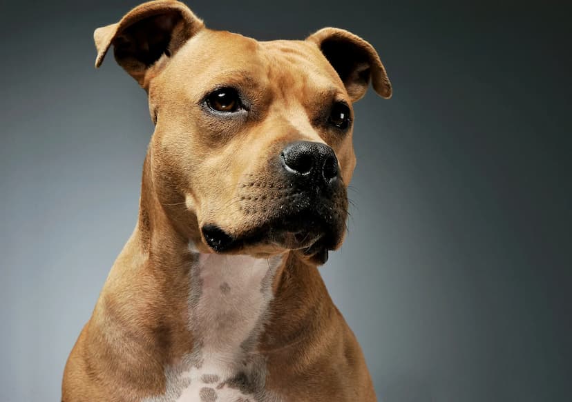 Close-up of a brown Staffordshire Bull Terrier with white markings on its chest, looking to the side against a grey background.