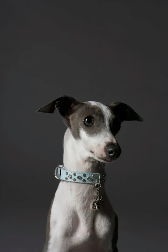 A small white and black Italian Greyhound with a light blue collar sits against a dark gray background.