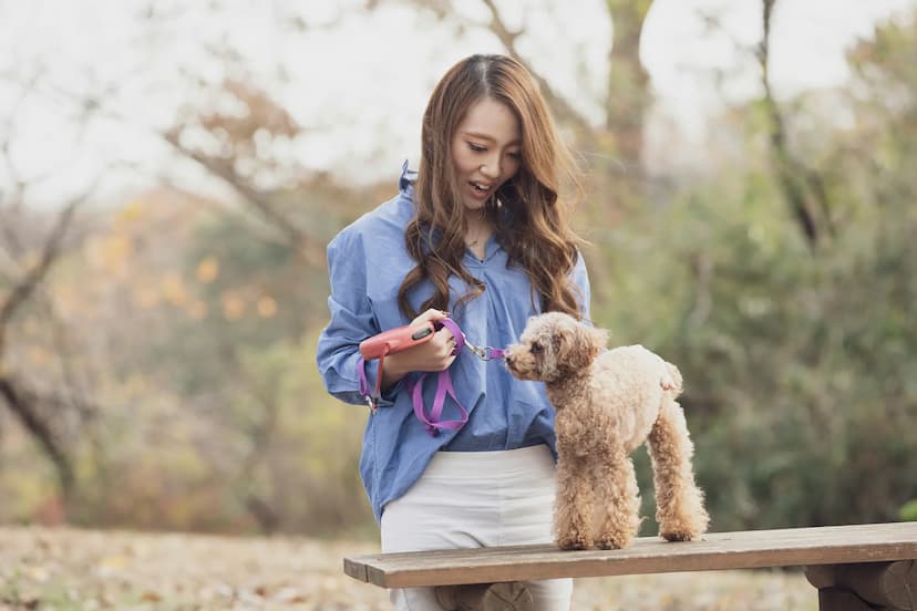 A woman in a blue shirt holds a pink leash and looks at a small brown Miniature Poodle standing on a wooden bench in an outdoor setting.